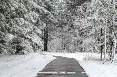 Path in a snow-covered spring forest. anomalous spring. snow in May Stock Photos