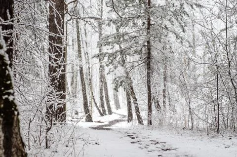 Path in a snow-covered spring forest. anomalous spring. snow in May Stock Photos