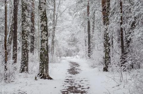 Path in a snow-covered spring forest. anomalous spring. snow in May Stock Photos