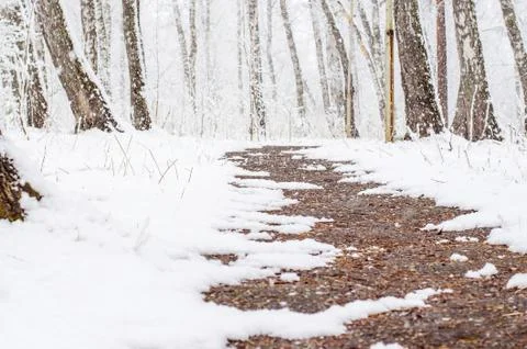 Path in a snow-covered spring forest. anomalous spring. snow in May Stock Photos
