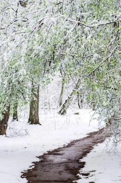 Path in a snow-covered spring forest. anomalous spring. snow in May. a large  Stock Photos