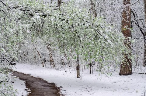 Path in a snow-covered spring forest. anomalous spring. snow in May. a large  Stock Photos