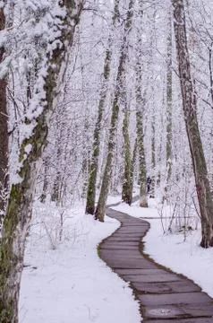 Path in a snow-covered spring forest. anomalous spring. snow in May Stock Photos