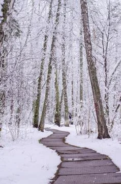 Path in a snow-covered spring forest. anomalous spring. snow in May Stock Photos