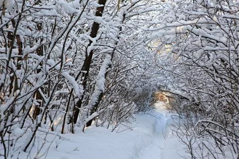 Path in snow drifts through the trees Stock Photos