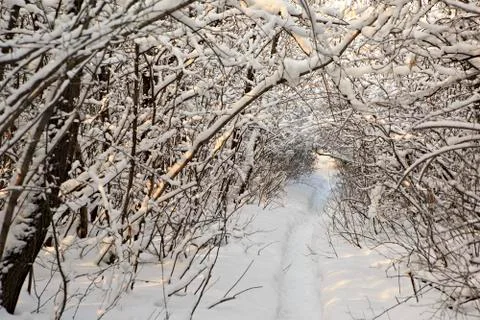 Path in snow drifts through the trees Stock-Fotos