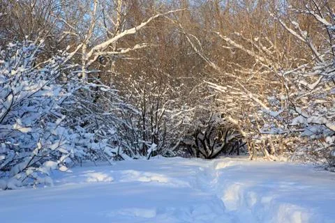 Path in snow drifts through the trees 스톡 사진