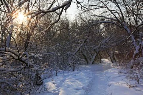 Path in snow drifts through the trees Fotos Stock