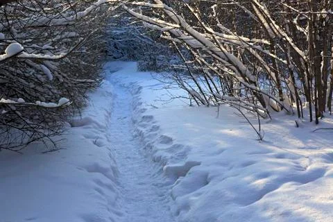 Path in snow drifts through the trees Stock Photos