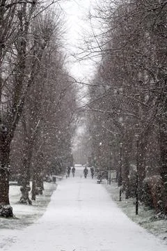 Path with snow lined with trees leading to a hill 库存照片