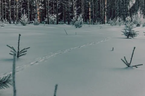 Path in the snow, next to the winter forest Stock Photos