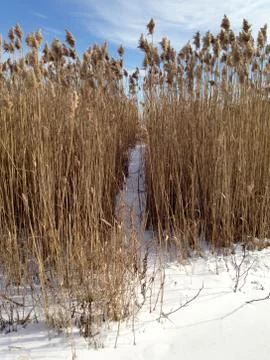 Path in the snow Stock Photos