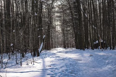 Path in the snow in the winter forest Stock Photos