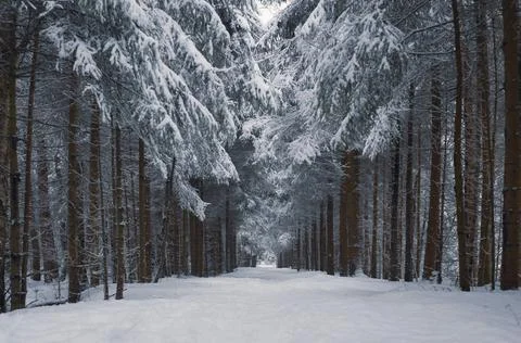 Path in a snowy forest after a snowfall with heart shaped crowns Foto stock