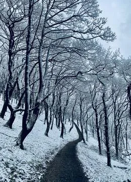 Path in snowy forest Stock Photos