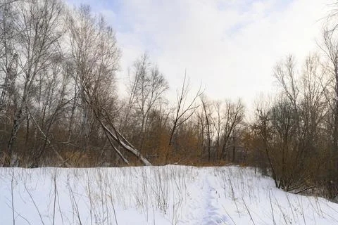 A path in a snowy forest Stock Photos