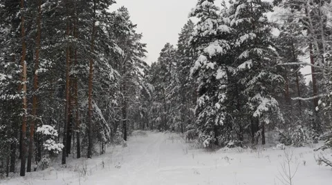 Path in Snowy Forrest Stock Footage 59541674