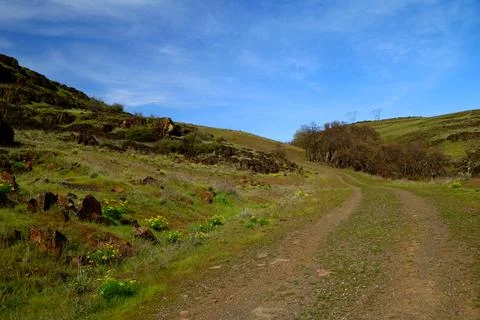 A path with sparse trees winding up a green grassy hill with a blue sky above  Stock Photos