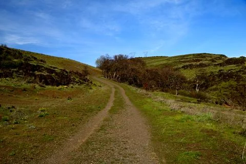 A path with sparse trees winding up a green grassy hill with a blue sky above  Stock Photos