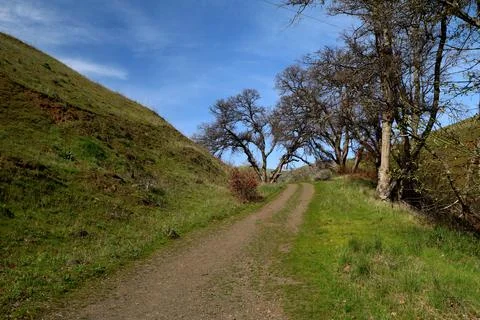 A path with sparse trees winding up a green grassy hill with a blue sky above  Stock Photos