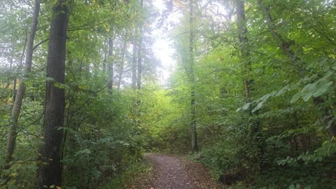 Path Splitting Or Curving Through A Bright Green Forest Stock Footage 348075188