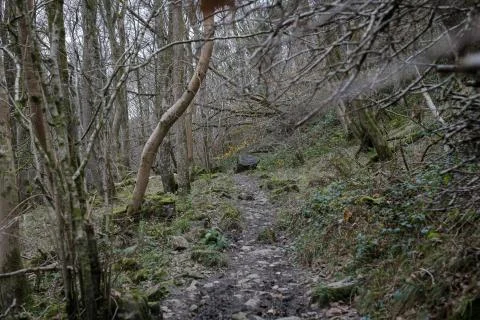 Path in a Spooky Forest Stock Photos