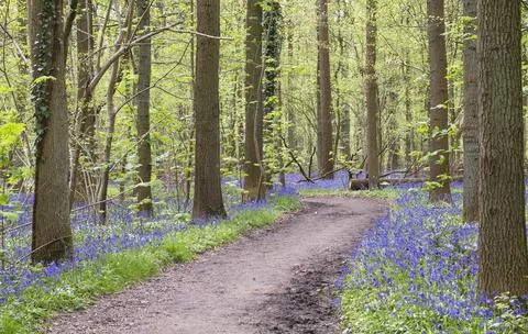 Path in the sprigtime forest Stock Photos