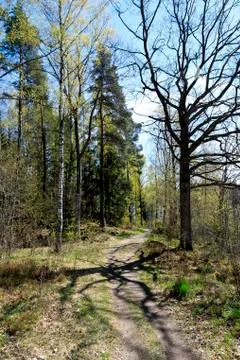 Path in the spring forest Stock Photos