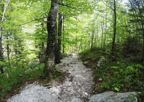 Path in spring forest Stock Photos