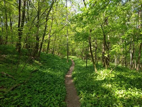 A path in the spring forest Stock-Fotos