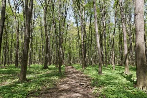 Path in spring green forest Stock Photos