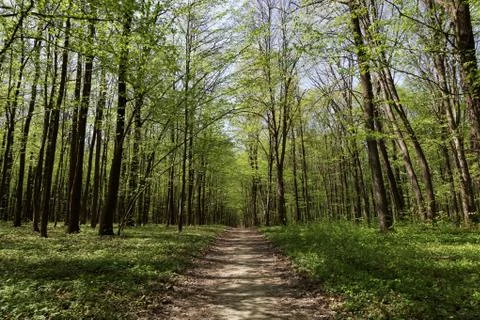 Path in spring green forest Stock Photos