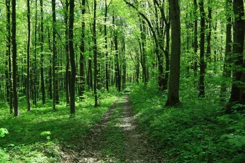 Path in spring green forest. Stock Photos