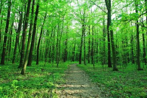 Path in spring green forest. Stock Photos