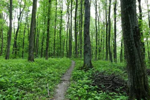 Path in spring green forest. Stock Photos