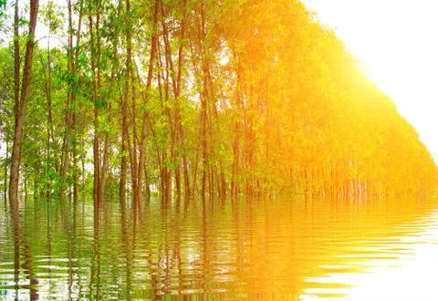 Path in spring green forest Stock Photos