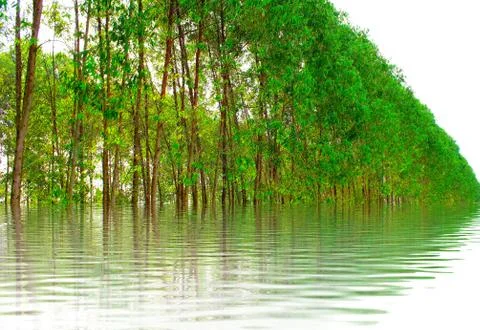 Path in spring green forest Stock Photos