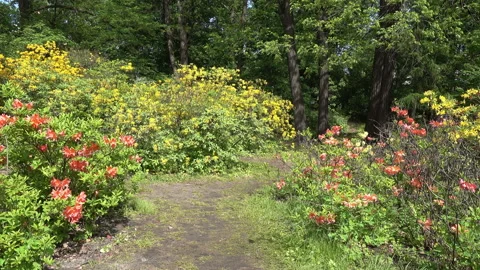 A path in the spring park between flowering shrubs of rhododendrons Видео 91828193