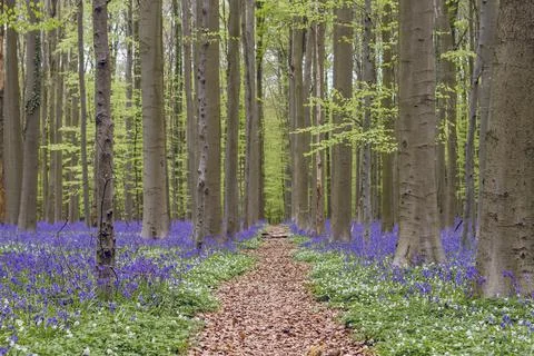 Path in springtime forest with bluebells and beech trees blooming Stock Photos
