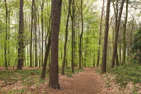 Path in a springtime forest Stock Photos