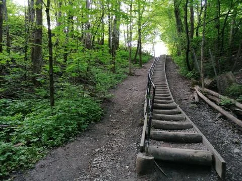 Path with stairs inside the forest with green trees around Stock Photos