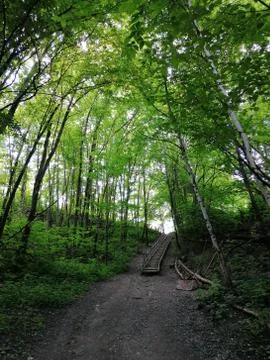 Path with stairs inside the forest with green trees around Stock Photos