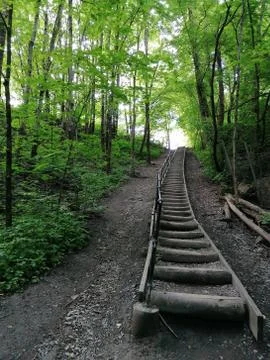 Path with stairs inside the forest with green trees around Stock Photos