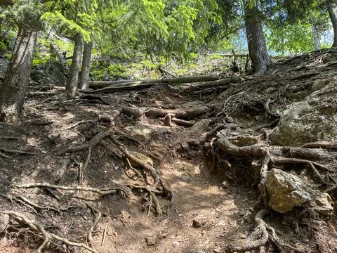 Path on a steep hill covered with tree roots near a forest area during dayt.. Stock Photos