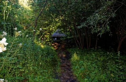 Path from stone in the forest in summer Stock Photos