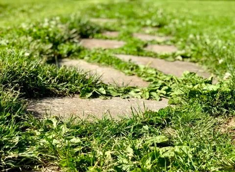 Path of stones on the grass Stock-Fotos