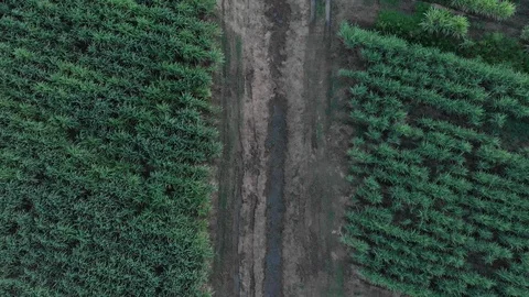 Path in sugar cane tree field,  sugarcane products include molasses, rum Stock Footage 116188279