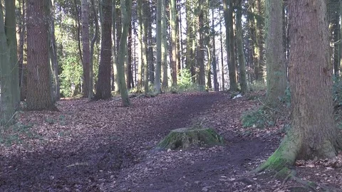 Path in Sulham wood Video stock 71958777