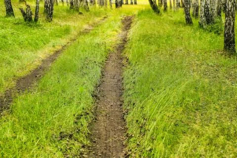 Path in the summer birch forest Stock Photos