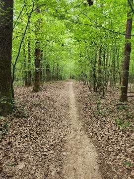 Path in a summer forest. Forest landscape Stock Photos